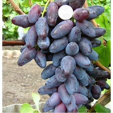Виноград плодовый Ромео