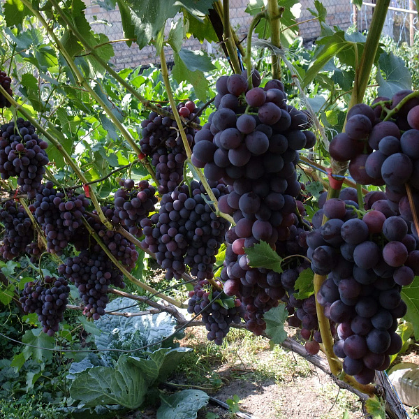 Виноград плодовый Кодрянка фото 5 