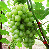 Виноград плодовый Супер-Экстра фото 1 